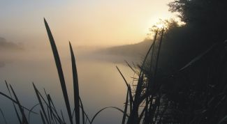 Картинка по теме - как завлечь к себе рыб