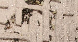 Картинка по теме - как сделать муравьиную ферму