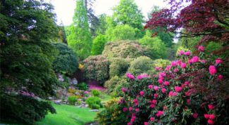 Картинка по теме - как заложить сад