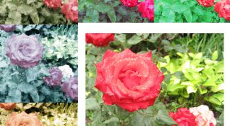 Картинка по теме - как сделать экшен в photoshop