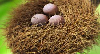 Картинка по теме - как нарисовать гнездо