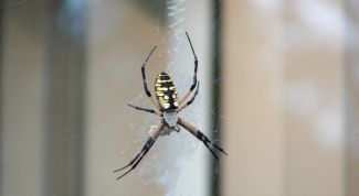 Картинка по теме - как вывести насекомых