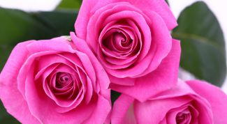 Картинка по теме - как посадить подаренную розу