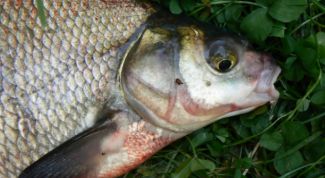 Картинка по теме - как ловить на макуху