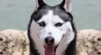 Картинка по теме - как содержать лайку