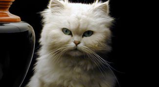 Картинка по теме - как назвать британского кота