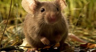 Картинка по теме - как определить пол мыши