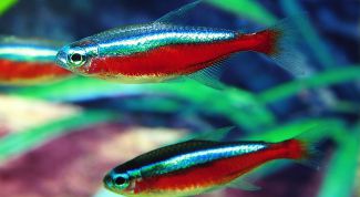 Картинка по теме - как отличить самца неона