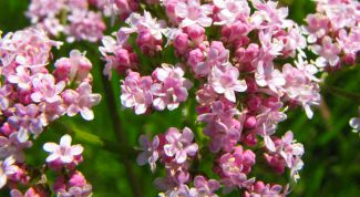 Картинка по теме - как пить валерианку