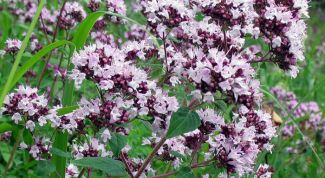 Картинка по теме - как пить душицу