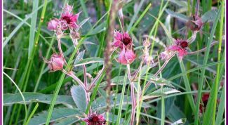 Картинка по теме - как принимать сабельник