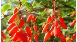 Картинка по теме - как вырастить барбарис