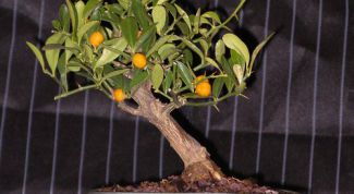 Картинка по теме - как вырастить кумкват