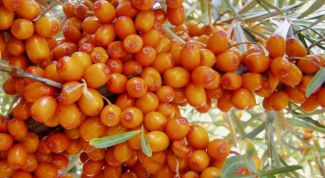 Картинка по теме - как вырастить облепиху