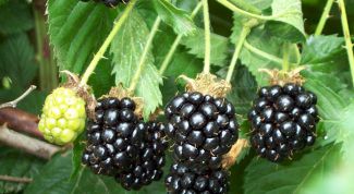 Картинка по теме - как выращивать ежевику