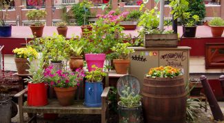 Картинка по теме - как пересадить купленный цветок