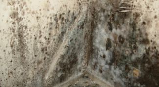 Картинка по теме - как удалить черную плесень