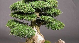 Картинка по теме - как поливать бонсай