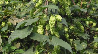 Картинка по теме - как посадить хмель