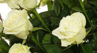 Картинка по теме - как освежить розы