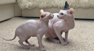 Картинка по теме - как назвать котенка сфинкса