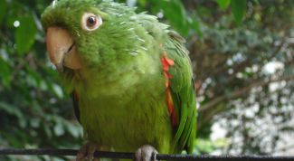 Картинка по теме - как приручить быстро попугая