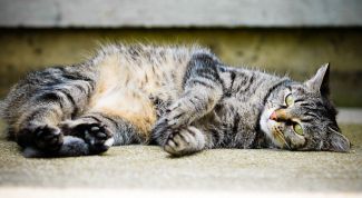 Картинка по теме - как приучить кошку к месту