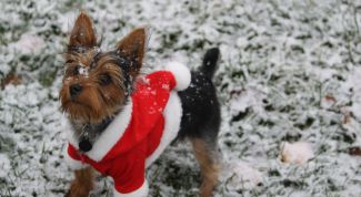 Картинка по теме - как приучить собаку к одежде