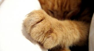 Картинка по теме - как отучить котенка драть обои