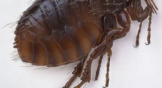 Картинка по теме - как лечить от блох