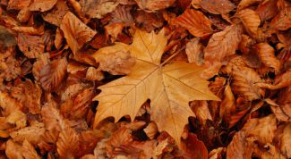 Картинка по теме - как рисовать листья деревьев