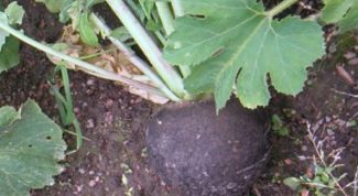 Картинка по теме - как приготовить редьку с медом