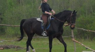 Картинка по теме - как научить лошадь сбору