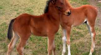 Картинка по теме - как назвать жеребенка