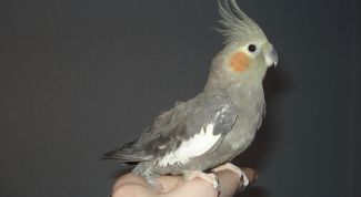 Картинка по теме - как приручить карелу