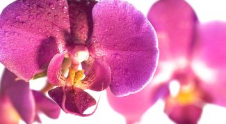 Картинка по теме - как вставить картинку в текст html