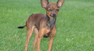 Картинка по теме - как приучить той-терьера к поводку