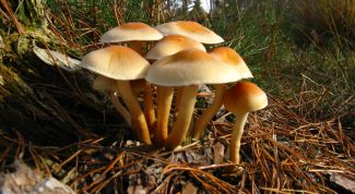 Картинка по теме - как отличить ложный опенок