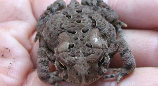 Картинка по теме - как лечить бородавки народными средствами