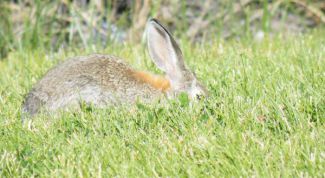 Картинка по теме - как вымачивать зайца