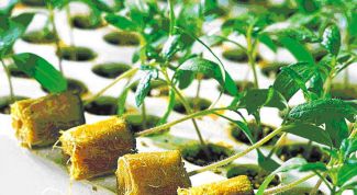 Картинка по теме - как выращивать рассаду для продажи