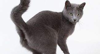 Картинка по теме - как нейтрализовать запах мочи