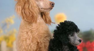 Картинка по теме - как постричь пуделя