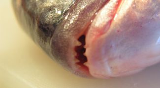 Картинка по теме - как хранить красную рыбу