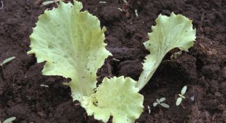 Картинка по теме - как посадить салат