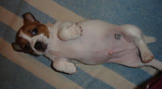 Картинка по теме - как найти собаку по клейму