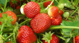 Картинка по теме - как сажать клубнику семенами