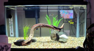 Картинка по теме - как почистить грунт