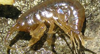 Картинка по теме - как хранить мормыша