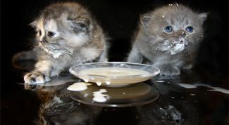 Картинка по теме - как приучить котенка к молоку